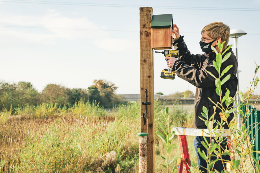 13 Bentley bees and bats