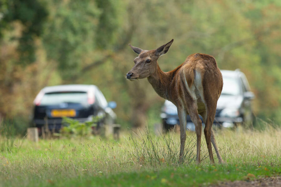 17 Gem red deer by busy road