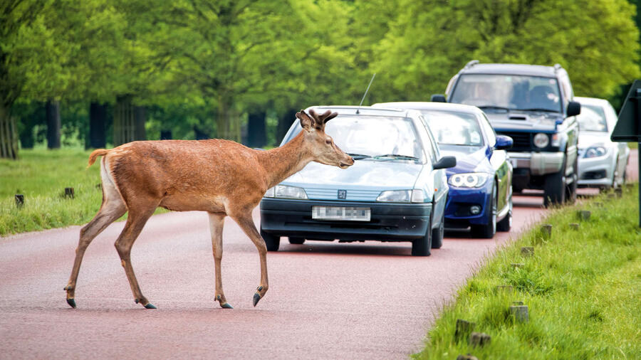 18 Deer crossing gem